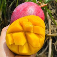 四川攀枝花彩虹芒新鮮應季熱帶水果香甜多汁芒果3/5斤裝批發